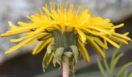 Hexham Dandelion