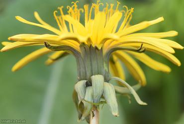 Hexham Dandelion