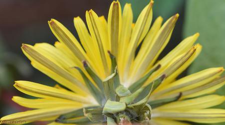 Hexham Dandelion
