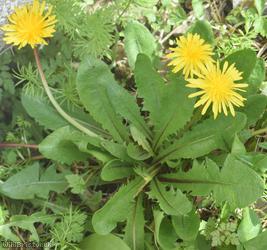Hexham Dandelion