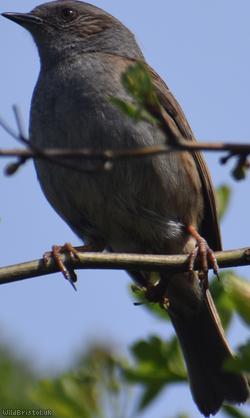 Dunnock