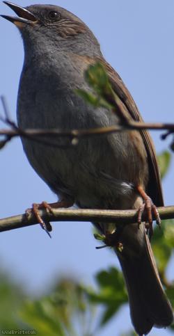 image for Dunnock