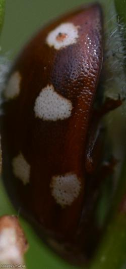 Cream-spot Ladybird