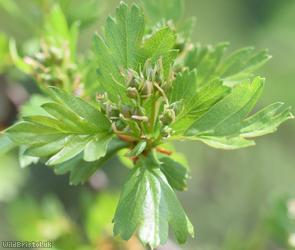 image for Common Hawthorn type 38