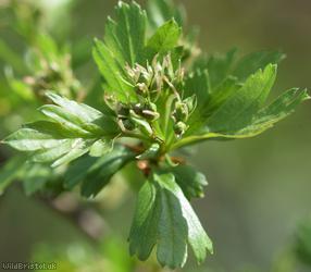 Common Hawthorn type 38