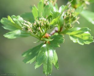 Common Hawthorn type 38