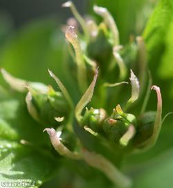 Common Hawthorn type 38