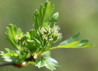 Common Hawthorn type 38