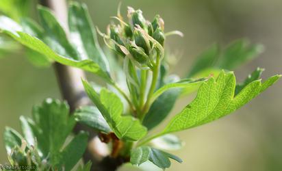 Common Hawthorn type 38