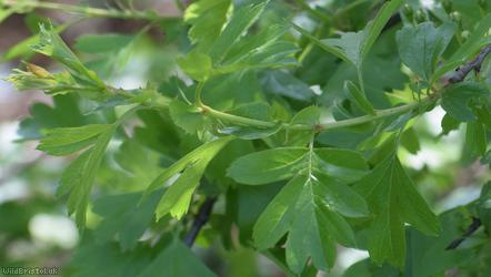 image for Common Hawthorn type 39