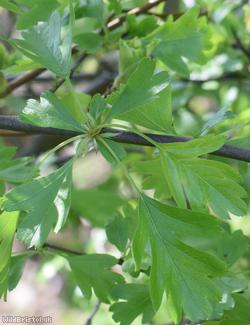 Common Hawthorn type 39