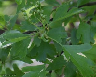 Common Hawthorn type 39