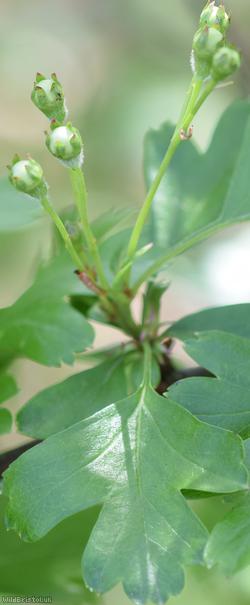 Common Hawthorn type 39