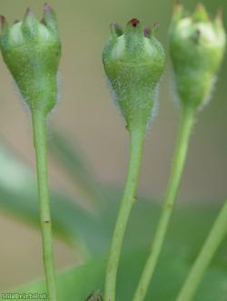 Common Hawthorn type 39