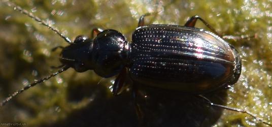 Bembidion lunulatum