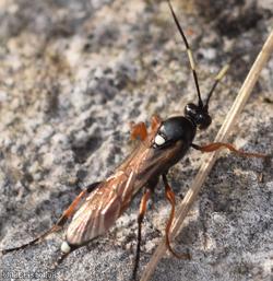 Exephanes ischioxanthus