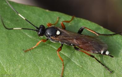 image for Exephanes ischioxanthus