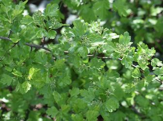 image for Common Hawthorn type 40