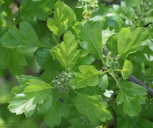 Common Hawthorn type 40