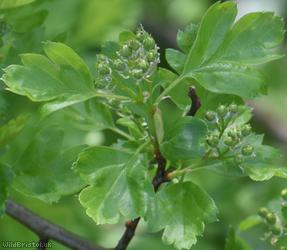 Common Hawthorn type 40