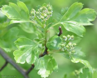 Common Hawthorn type 40