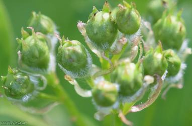 Common Hawthorn type 40