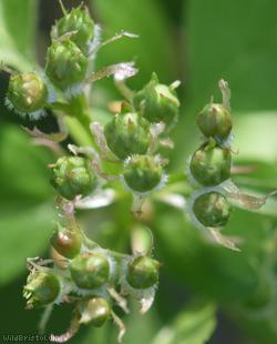 Common Hawthorn type 40