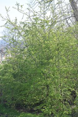 image for Common Hawthorn type 41