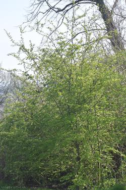 Common Hawthorn type 41