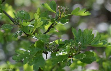 Common Hawthorn type 41