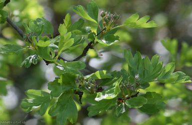 Common Hawthorn type 41