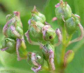 Common Hawthorn type 41