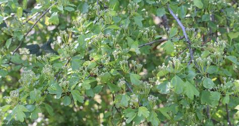 image for Common Hawthorn type 42