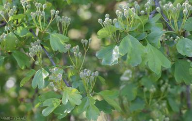 Common Hawthorn type 42