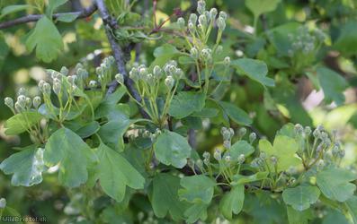 Common Hawthorn type 42