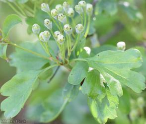 Common Hawthorn type 42