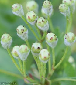 Common Hawthorn type 42