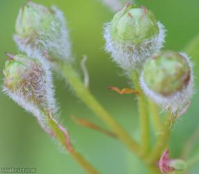 Common Hawthorn type 42