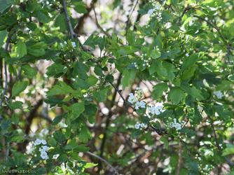 image for Common Hawthorn type 43