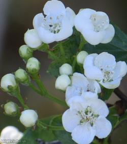 Common Hawthorn type 43