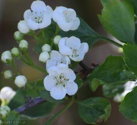 Common Hawthorn type 43