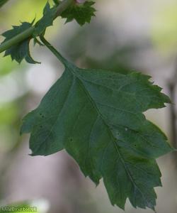 Common Hawthorn type 43