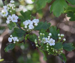 Common Hawthorn type 43