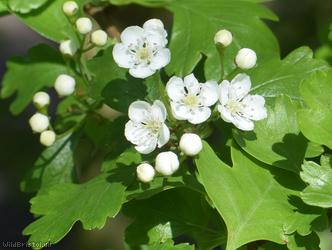 image for Common Hawthorn type 44