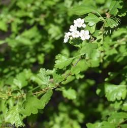 Common Hawthorn type 44