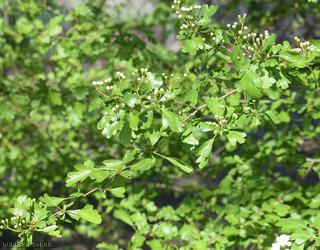 Common Hawthorn type 44