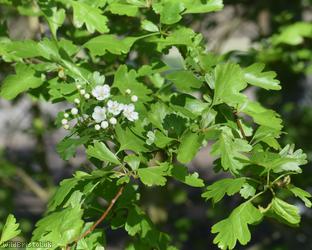 Common Hawthorn type 44