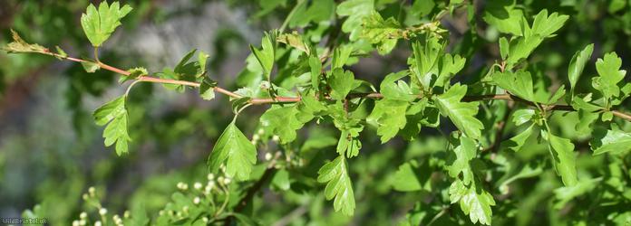 Common Hawthorn type 44