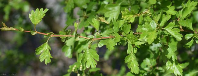 Common Hawthorn type 44