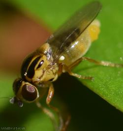 Yellow Swarming Fly